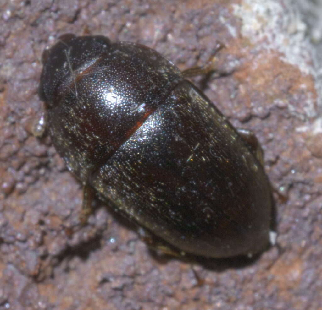 black beetle bed bugs