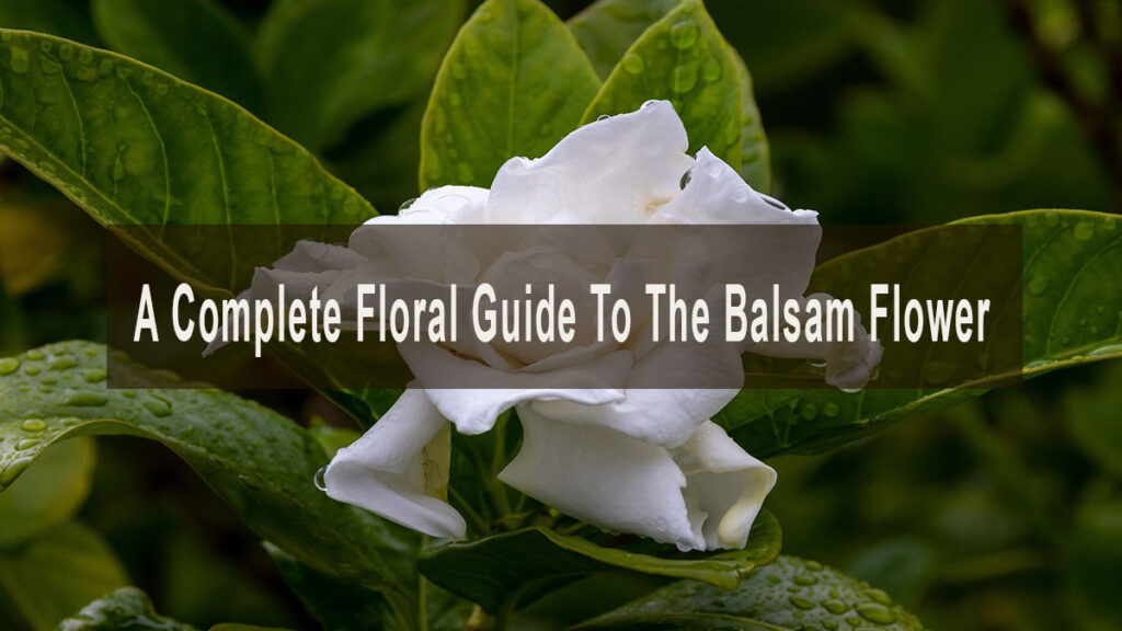 A Complete Floral Guide To The Balsam Flower